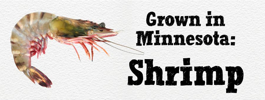 Grown in Minnesota: Shrimp
