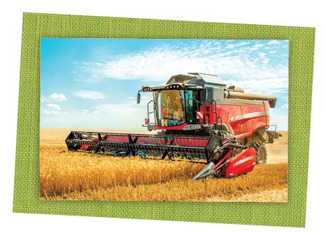 k-wheattoyou-wheatharvest.jpg