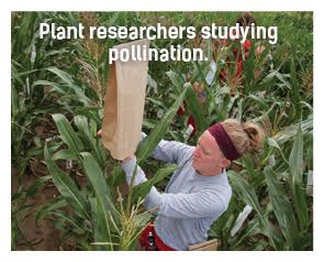 Plant researchers studying pollination