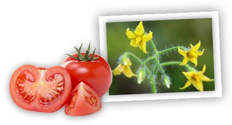 plantfam-tomatoblossom.jpg
