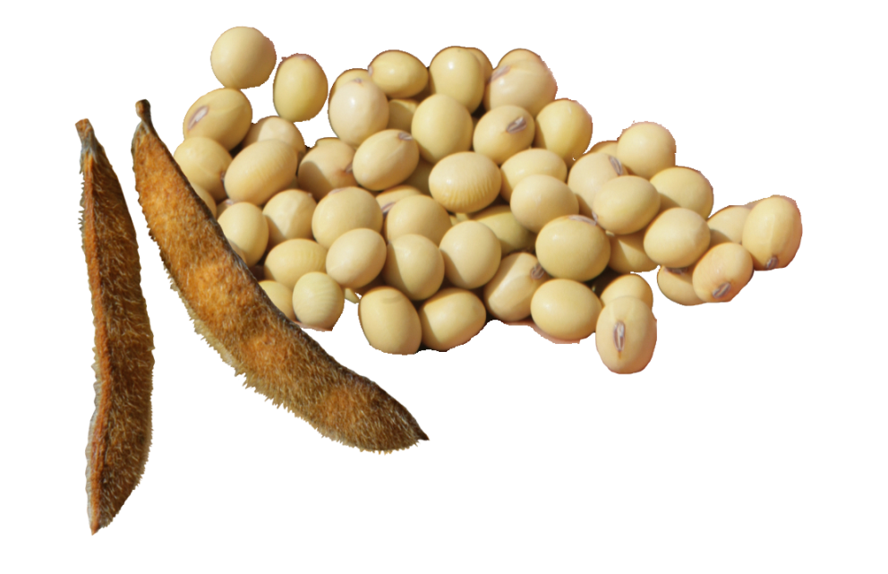 soy-beans.png