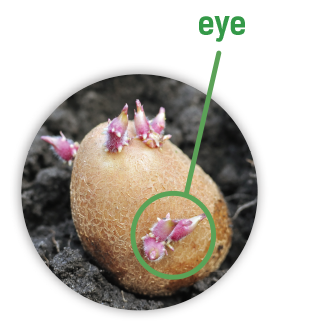 Potato Eye